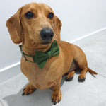 Load image into Gallery viewer, Olive Dog Collar