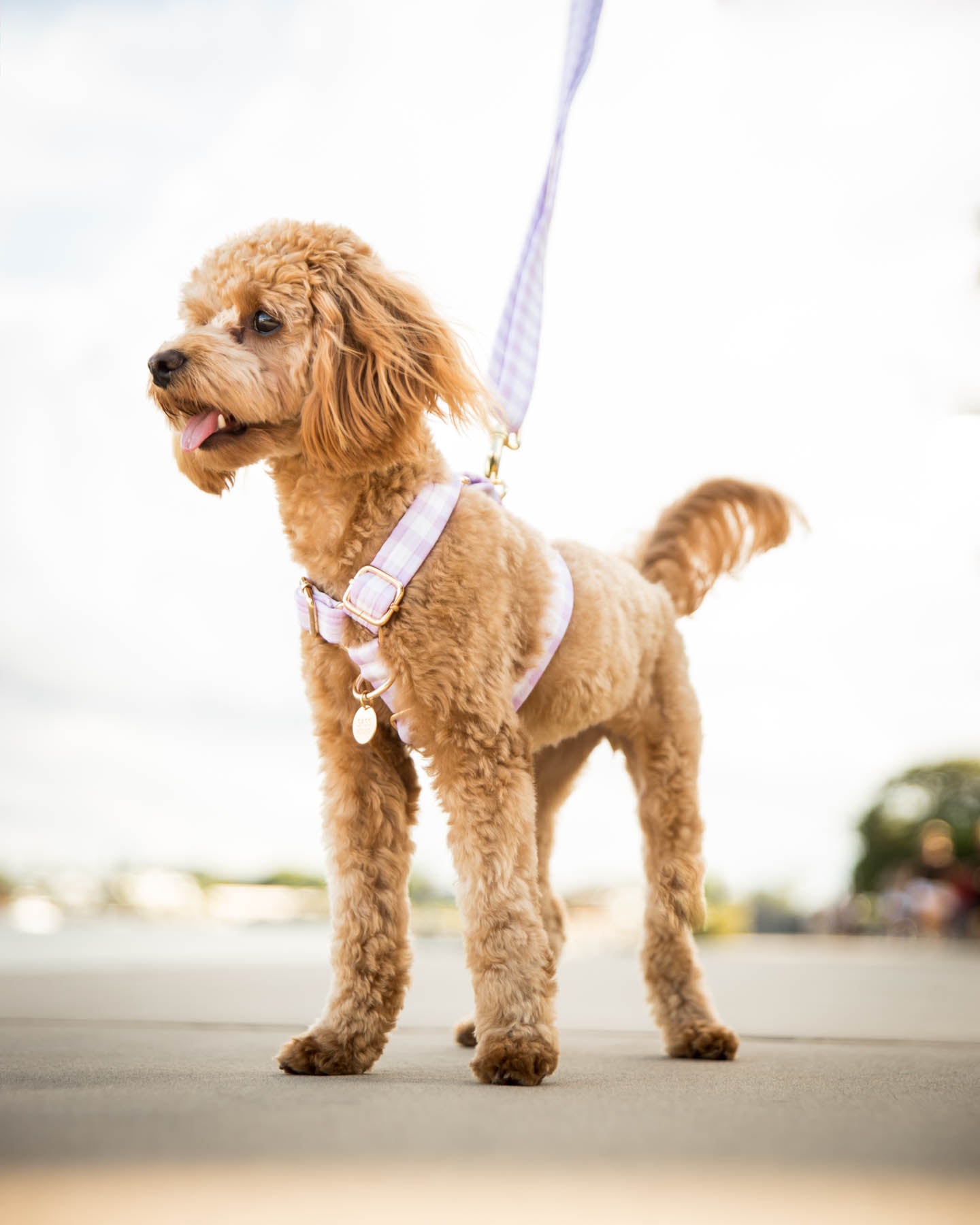 Lavender Strap Dog Harness