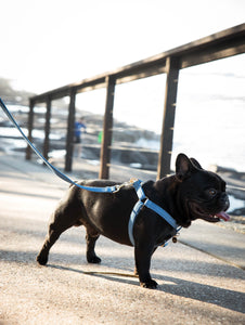 Custom Step In Dog Harness