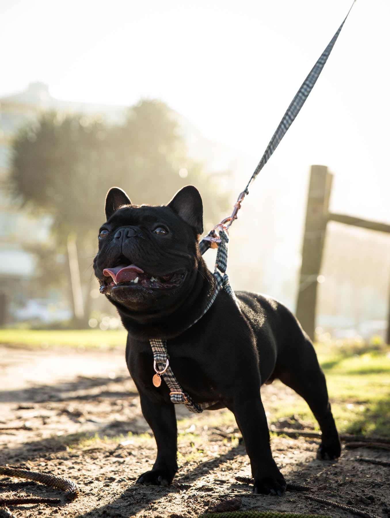 Custom Step In Dog Harness