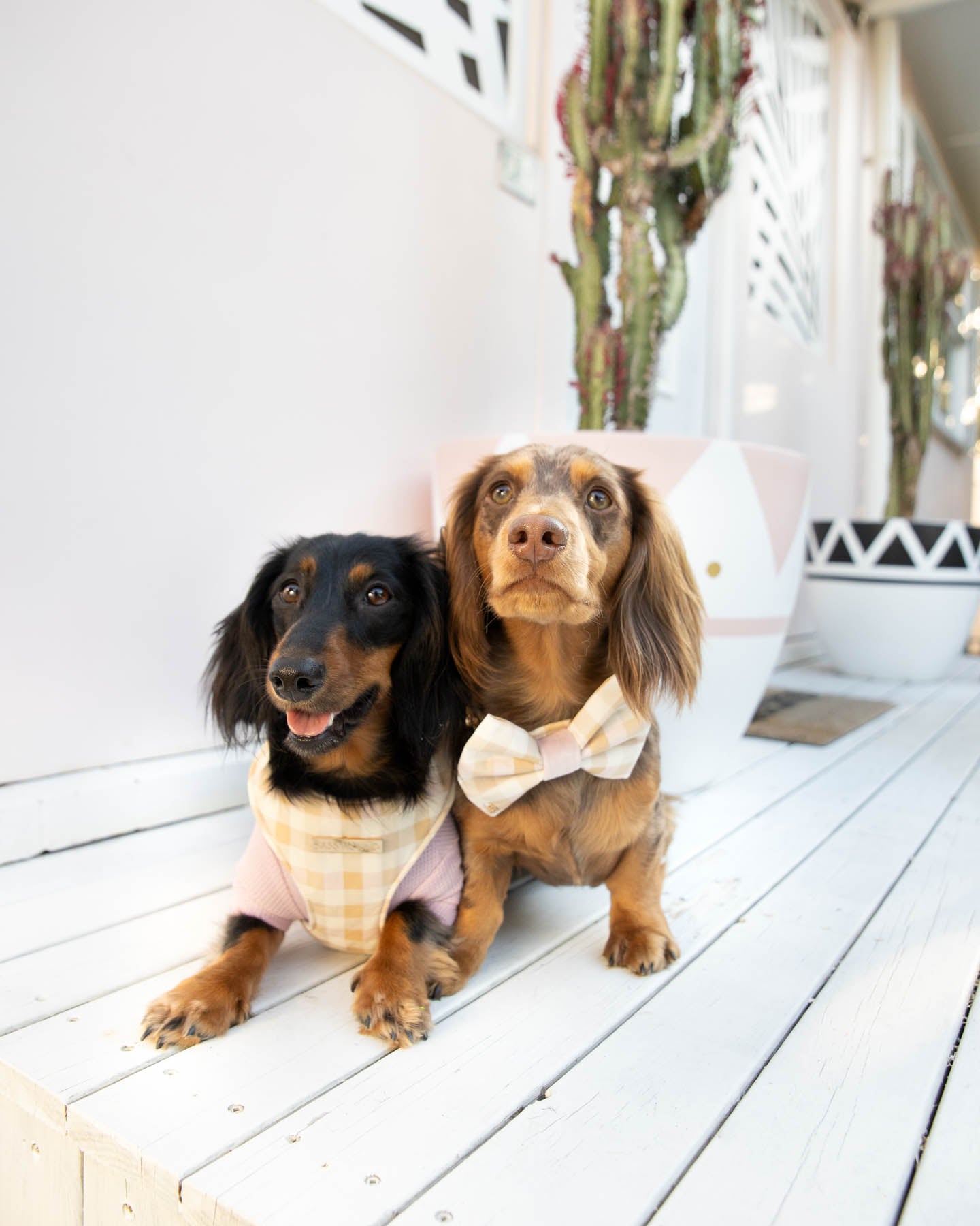 Charlie Dog Bow Tie