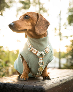 Lachie Strap Dog Harness